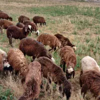 ۲۵ راس بره و توغلی نیم گوشت پای پروار