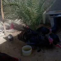 گمشده یک بوقلمون