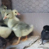 فروش جوجه مرغ و غاز