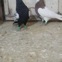 کبوتر|پرنده|نیشابور, فضل|دیوار