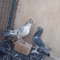 سرور بلژیکی مسافتی اصل|پرنده|قم, حاج زینل|دیوار