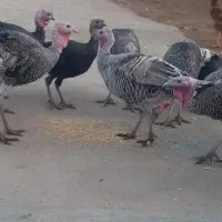 بوقلمون|پرنده|بیرانوند, |دیوار