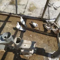 جوجه نوک سیاه طوقی و غیره