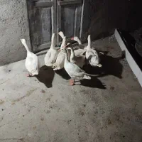 ۸عدد غاز محلی جوان|حیوانات مزرعه|سیمین شهر, |دیوار