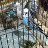 مرغ عشق انگلیسی|پرنده|کرج, حصارک پایین|دیوار