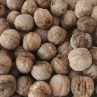فروش گردو