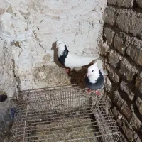 کبوتر طوقی
