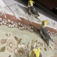 عروس هلندی|پرنده|رشت, جهاد|دیوار