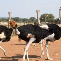 شترمرغ ( سرمایه گذار)