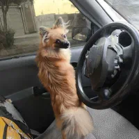 سگ پامر روباهی