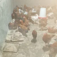 خروس|حیوانات مزرعه|ساوه, |دیوار