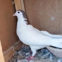 کبوتر خال سرخ|پرنده|تربت‌حیدریه, شهرک ولیعصر|دیوار