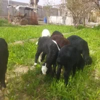 بره نژاد دار