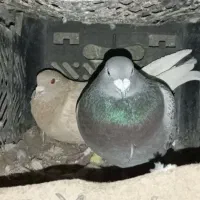 مرغ عشق|پرنده|یاسوج, |دیوار