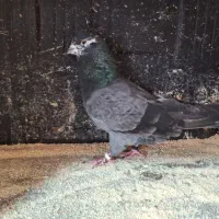 کبوتر همه چیز تموم .|پرنده|رشت, رشتیان|دیوار