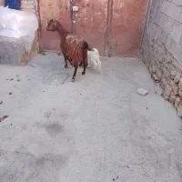 بزو کهره فروشی