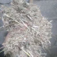 کاه علف چیمن