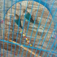 طوطی برزیلی نروماده بالغ با قفس معاوضه با مرغ