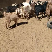 تعدادی بزغاله نر