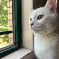 گربه/پرشین/کلاسیک