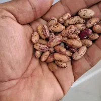 حبوبات لوبیا چ ی ت ی