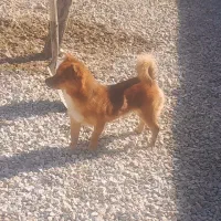 فروش یک عدد سگ جوان با قیمت مناسب