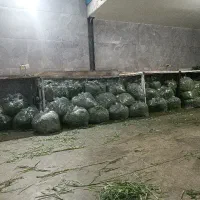 نیروی اقا برا شستشو سبزی و بسته بندی دونفر