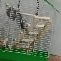 عروس نر بالق|پرنده|رشت, حومه رشت|دیوار