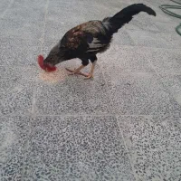 خروس ومرغ|پرنده|شادگان, |دیوار
