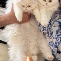 ۲ عدد پرشین ۴ ماهه نر و ماده