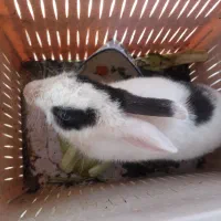 خرگوش سفید مشکی جوان