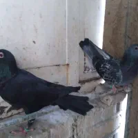 ماده پلاکی|پرنده|رفسنجان, |دیوار