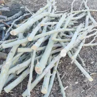 چوب|خدمات باغبانی و درختکاری|آباده, |دیوار