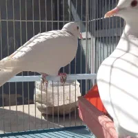 پرنده زینتی|پرنده|شهرکرد, |دیوار