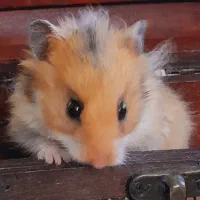 همستر بازیگوش