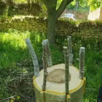 پیوند درختان گردو به ارقام تجاری و دیرگل