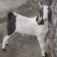 بز نر و ماده دورگ پاکستانی جوان شش ماه و هفت ماهه|حیوانات مزرعه|نیک شهر, |دیوار