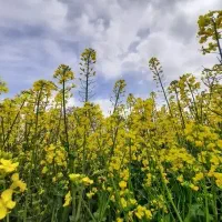 فروش بدر کلزا بوجاری شده