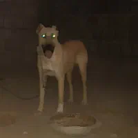 سگ افقان|سگ|بیرجند, |دیوار