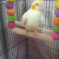 جفت عروس هلندی لوتینو زعفرونی|پرنده|مشهد, گلبرگ|دیوار