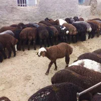 انواع گوسفند زنده در بلوار ارم