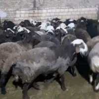 بره نر