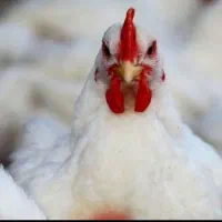 مرغ گوشتی