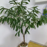 گل آمستل گینگ