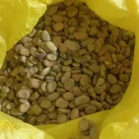 بذر باقله شهری