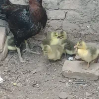 جوجه غاز فروشی