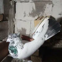 کبوتر