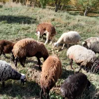 تعداد ۷عدد شیشک افشار|حیوانات مزرعه|پادنا علیا, |دیوار