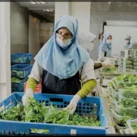 استخدام راننده با ماشین و تعدادی کارگر ساده