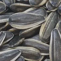 تخمه خام پاک شده درجه1|خوردنی و آشامیدنی|داراب, |دیوار